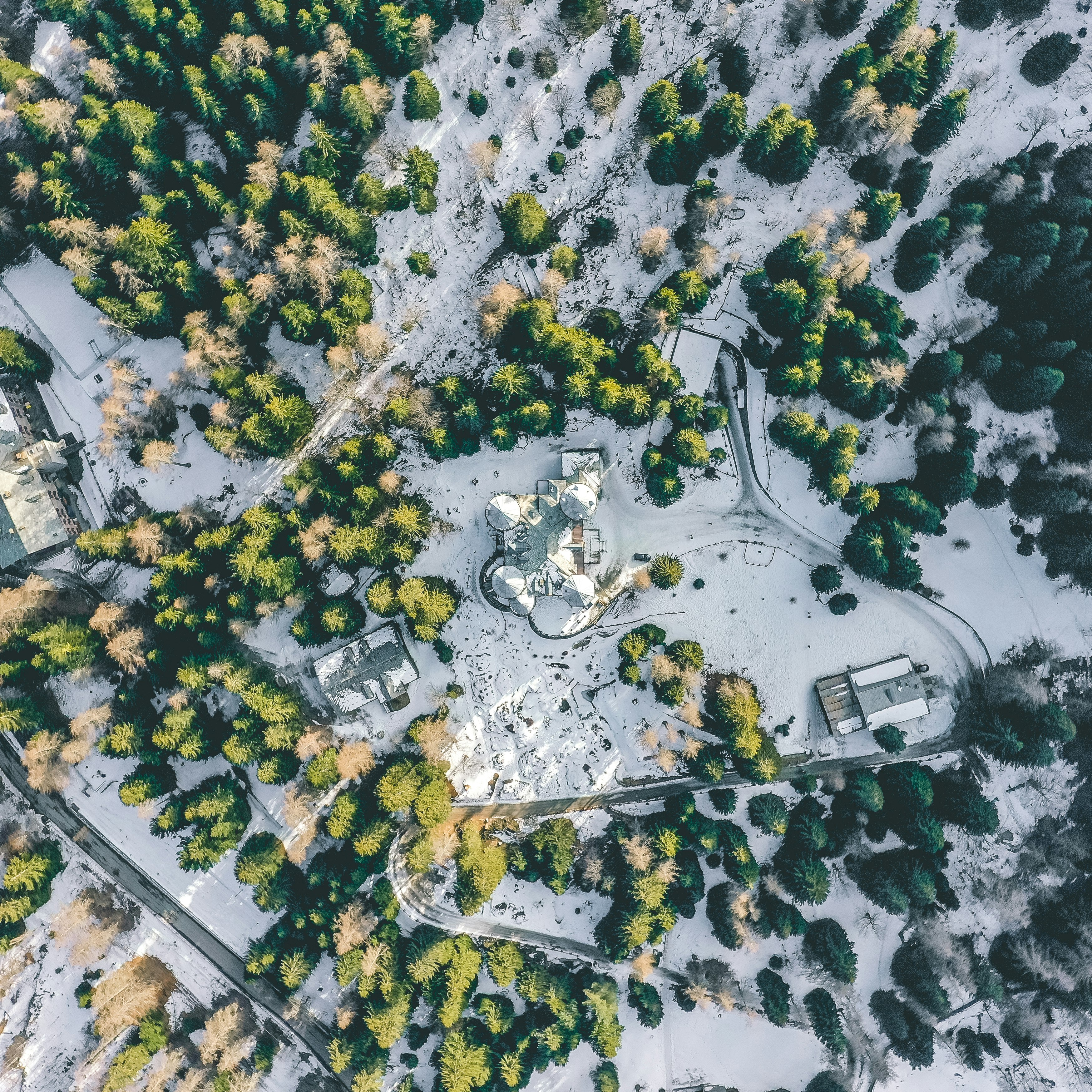 aerial view of a forest